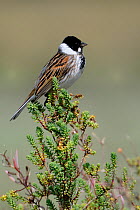 Reed Bunting (Emberiza schoeniclus) male perched. The Vendeen Marsh, French Atlantic Coast, April.