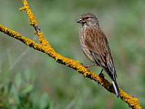 Linnet (Acanthis / Carduelis Cannabina) female perched on lichen covered twig. The Vendeen Marsh, French Atlantic Coast, April.