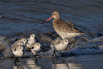 Bar Tailed Godwit (Limosa lapponica) and group of Sanderling (Calidris alba) in shallow surf. Breton Marsh, French Atlantic Coast, December.