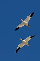 Two Snow Geese (Chen / Anser caerulenscens) in flight. Breton Marsh, French Atlantic Coast, March.