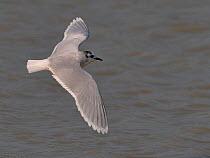 Little Gull (Hydrocoloeus minutus) in flight, winter plumage. Breton Marsh, French Atlantic Coast, March.