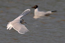 Little Gull (Hydrocoloeus minutus) in flight, winter plumage, with Black-Headed Gull in background. Breton Marsh, French Atlantic Coast, March.