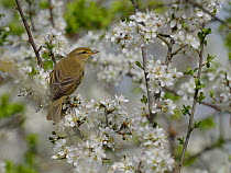 Chiffchaff (Phylloscopus collybita) perched among blossom. The Vendeen Marsh, French Atlantic Coast, March.