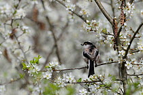Long Tailed Tit (Aegithalos caudatus) perched among blossom. The Vendeen Marsh, French Atlantic Coast, March.