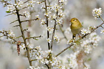 Chiffchaff (Phylloscopus collybita) perched among blossom. The Vendeen Marsh, French Atlantic Coast, March.