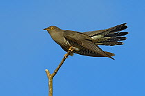 Cuckoo (Cuculus canorus) perched. The Vendeen Marsh, French Atlantic Coast, April.