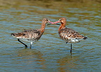 Two Black Tailed Godwit (Limosa limosa) in water. The Vendeen Marsh, French Atlantic Coast, April.