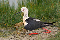 Black Winged Stilt (Himantopus himantopus) with two small chicks. The Vendeen Marsh, French Atlantic Coast, July.