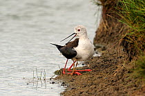 Black Winged Stilt (Himantopus himantopus) with small ghick hiding under wing. The Vendeen Marsh, French Atlantic Coast, July.