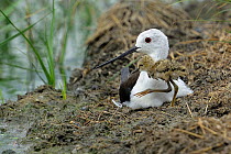 Black Winged Stilt (Himantopus himantopus) with small chick. The Vendeen Marsh, French Atlantic Coast, July.