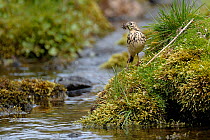 Tree Pipit (Anthus trivialis) by stream with beak full of insects. Scotland, UK, May.