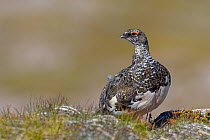 Rock Ptarmigan (Lagopus mutus) in spring plumage. Scotland, UK, May.