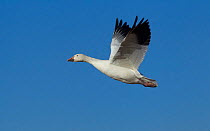 Snow Goose / Blue Goose (Anser / Chen caerulescens) flying. Bosque del Apache National Wildlife Refuge, New Mexico, USA.