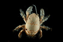 Yeti Crab, unnamed species possibly new to science, discovered December 2011 in 'Dragon Vent' in the south-west Indian Ocean, deep sea research expedition.