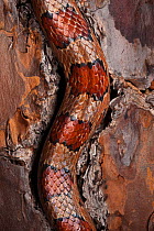 Corn snake (Elaphe guttata), or red rat snake climbing tree, close up of skin, Little St Simon's Island, Barrier Islands, Georgia, USA