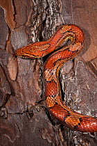 Corn snake (Elaphe guttata), or red rat snake climbing tree, Little St Simon's Island, Barrier Islands, Georgia, USA