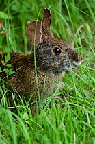 Swamp rabbit (Sylvilagus aquaticus) Little St Simon's Island, Barrier Islands, Georgia, USA