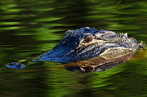 American alligator (Alligator mississippiensis) half submerged, Okefenokee National Wildlife Refuge, Florida, USA