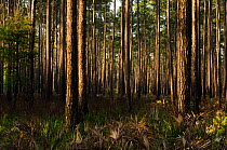 Longleaf pine forest (Pinus palustris) Okefenokee National Wildlife Refuge, Florida, USA, native species to southeastern USA, May 2011