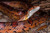 Corn snake (Elaphe guttata), or red rat snake,  Little St Simon's Island, Barrier Islands, Georgia  USA