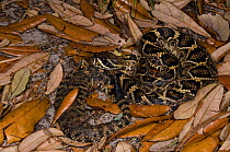 Eastern diamondback rattlesnake (Crotalus adamanteus) Little St Simon's Island, Barrier Islands, Georgia, USA. Venomous pitviper, the heaviest venomous snake in the Americas and the largest rattlesnak...