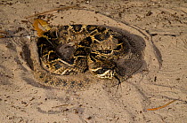 Eastern diamondback rattlesnake (Crotalus adamanteus) half submerged in sand, Little St Simon's Island, Barrier Islands, Georgia, USA. Venomous pitviper, the heaviest venomous snake in the Americas an...