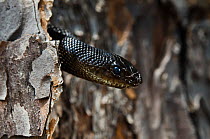 Black pine snake (Pituophis melanoleucus lodingi), endangered species, Southern USA, captive