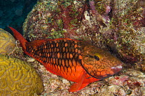 Spotlight Parrotfish, initial phase (Sparisoma viride) Bonaire, Netherlands Antilles, Caribbean