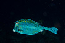 Honeycomb cowfish (Acanthostracion polygonius) Bonaire, Netherlands Antilles, Caribbean