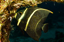 French angelfish (Pomacanthus paru)  Bonaire, Netherlands Antilles, Caribbean