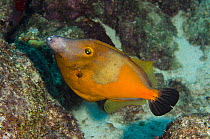 White spotted Filefish, orange phase (Cantherhines macrocerus) Bonaire, Netherlands Antilles, Caribbean