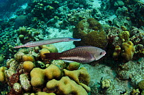 Queen Parrotfish, initial phase (Scarus vetula) and Trumpetfish (Aulostomus maculatus) Bonaire, Netherlands Antilles, Caribbean