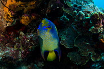 Queen Angelfish (Holacanthus ciliaris) feeding on coral reef, Bonaire, Netherlands Antilles, Caribbean