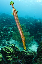 Caribbean trumpetfish (Aulostomus maculatus) Bonaire, Netherlands Antilles, Caribbean