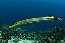 Caribbean trumpetfish (Aulostomus maculatus) Bonaire, Netherlands Antilles, Caribbean