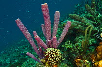Stove pipe Sponge (Aplysina archeri) Bonaire, Netherlands Antilles, Caribbean