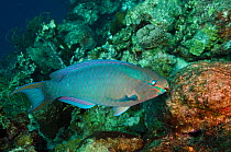 Queen parrotfish (Scarus vetula) feeding on algae, Bonaire, Netherlands Antilles, Caribbean