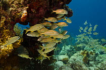 Smallmouth grunt shoal (Haemulon chrysargyreum) Bonaire, Netherlands Antilles, Caribbean