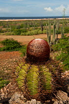 Turk's Cap cactus (Melocactus macracanthos) Slagbaai National Park, Bonaire, Netherlands Antilles, Caribbean