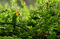 Caribbean Parakeet or Brown-throated Parakeet (Aratinga pertinax xanthogenia) Bonaire, Netherlands Antilles, Caribbean