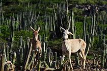 Feral Donkey or Ass (Equus africanus asinus) in cactus scrub ecosystem, Bonaire, Netherlands Antilles, Caribbean.  Brought to the islands as pack animals in the 1800's they are now feral, 2011