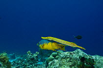 Spanish hogfish (Bodianus rufus), Trumpetfish(Aulostomus maculatus) and Bar jack (Caranx ruber) Bonaire, Netherlands Antilles, Caribbean