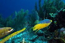 Spanish hogfish (Bodianus rufus), Trumpetfish(Aulostomus maculatus) and Bar jack (Caranx ruber) Bonaire, Netherlands Antilles, Caribbean