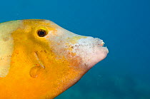 White spotted filefish, orange phase (Cantherhines macrocerus) head profile, Bonaire, Netherlands Antilles, Caribbean