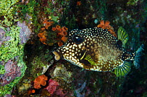 Smooth trunkfish (Lactophrys triqueter) Bonaire, Netherlands Antilles, Caribbean