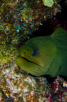 Green moray eel (Gymnothorax funebris) Bonaire, Netherlands Antilles, Caribbean