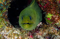 Green moray eel (Gymnothorax funebris) front portrait, Bonaire, Netherlands Antilles, Caribbean