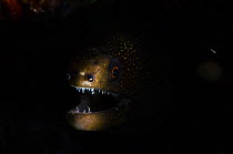 Green moray eel (Gymnothorax funebris) mouth open surrounded by darkness, Bonaire, Netherlands Antilles, Caribbean