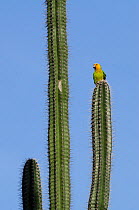 Yellow shouldered parrot (Amazona barbadensis) on cactus, Bonaire, Netherlands Antilles, Caribbean