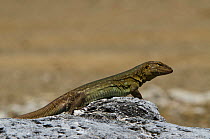 Bonaire whiptail lizard (Cnemidophorus murinus ruthveni) female, Bonaire, Netherlands Antilles, Caribbean, endemic to Bonaire and Klein Bonaire